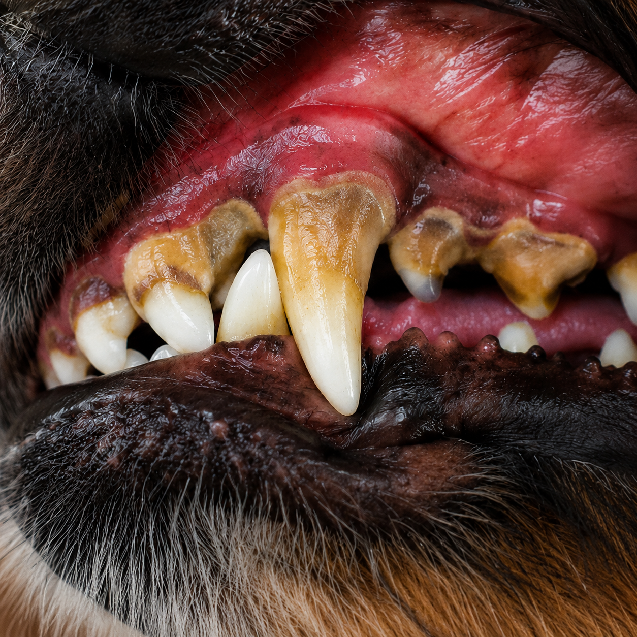 Dog teeth before oral care